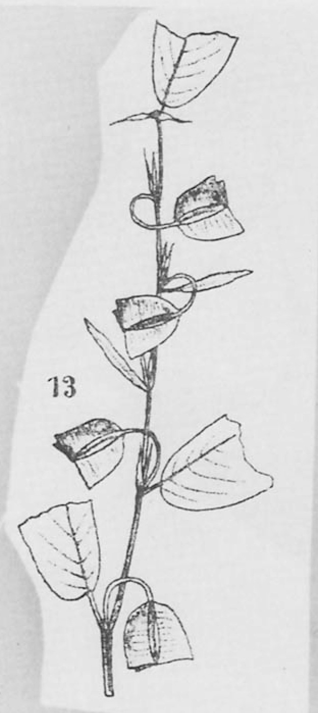 B. wariana